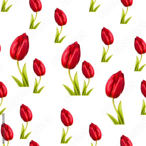 seamless  pattern tulip flower close-up