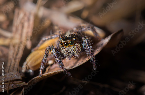 jumping spider on dried leaf