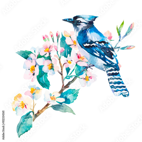 Blue jay isolated on a white background. Spring flowers.Watercolor.Vector.