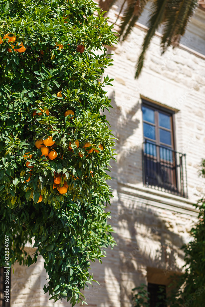 Mandarine tree near a house