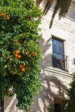 Mandarine tree near a house