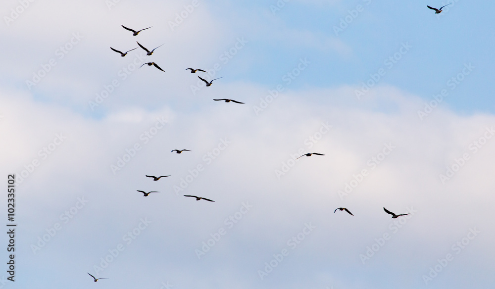 A flock of seagulls flying in the sky