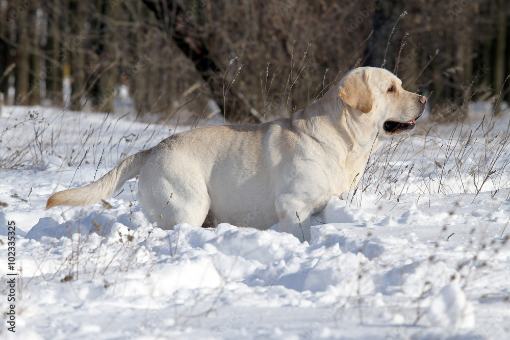 the yellow labrador in winter in snow