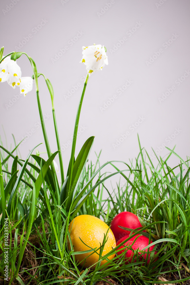 Fototapeta premium spring snowflake in the grass and Easter eggs