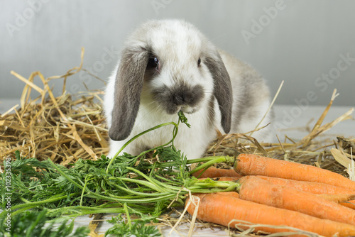 coniglio nano ariete mangia foglie carota photo