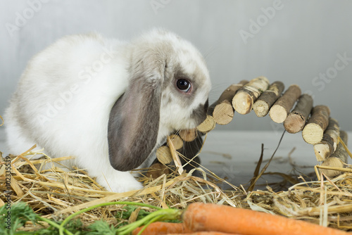 coniglio nano ariete cucciolo timido su ponte di legno  photo