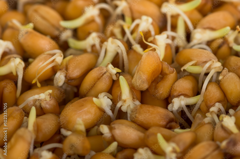 Fototapeta premium Sprouted wheat grain