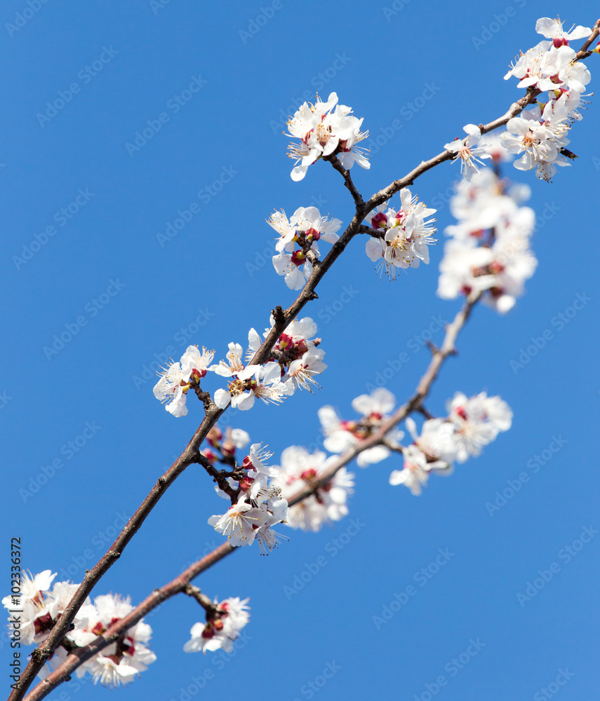 flowers on the tree against the blue sky flowers on the tree against the blue sky