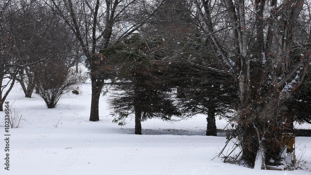 Winter Snow Winter Snow