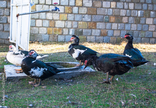 Group of ducks outdoor