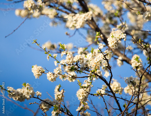 flowers on the tree against the blue sky © schankz