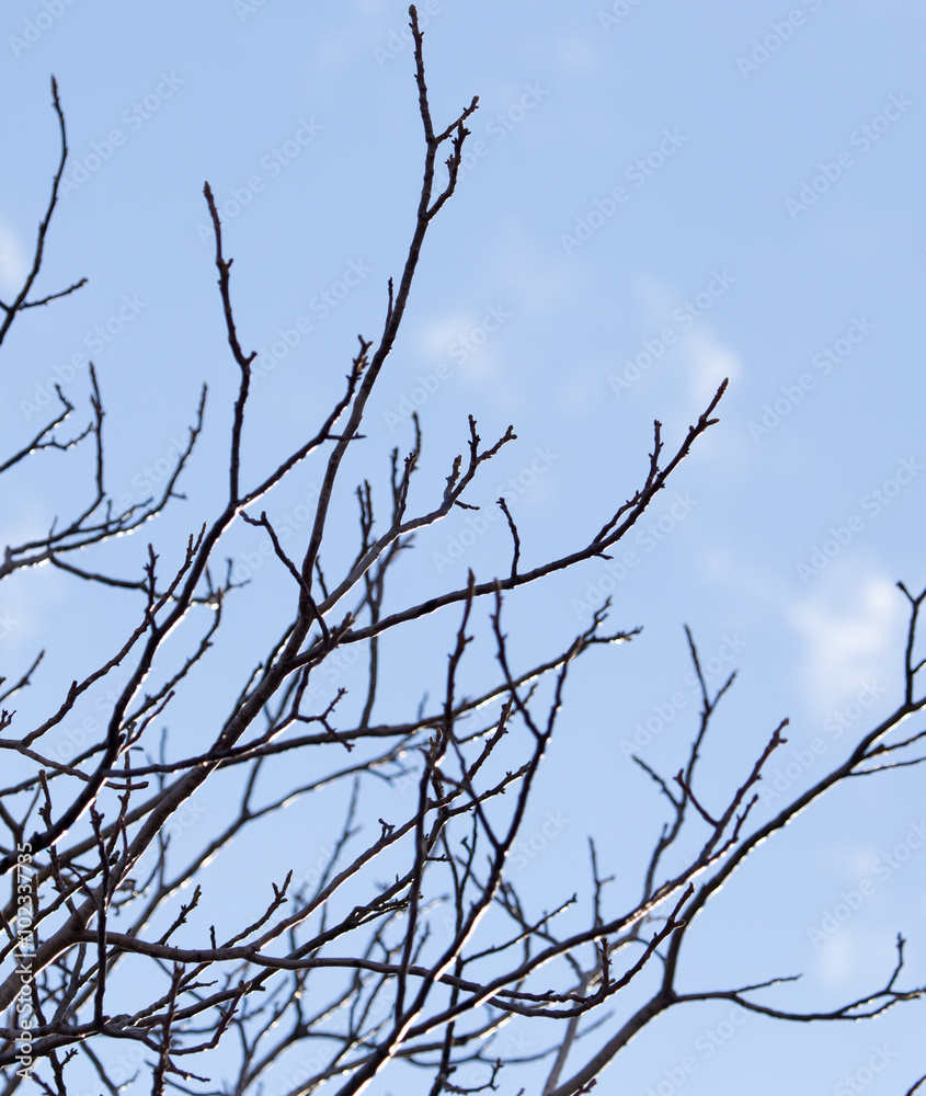 tree branch on the sky background tree branch on the sky background