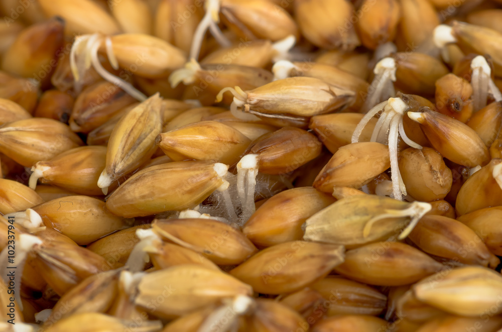 Fototapeta premium organic barley sprouts background