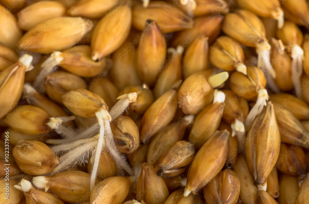Obraz premium organic barley sprouts background