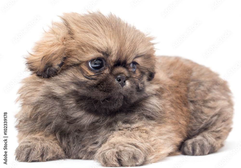 Fototapeta premium Beautiful little fluffy puppy on a white background