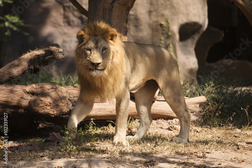 Male Lion walking