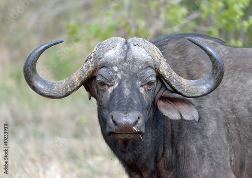Cape Buffalo © jadlad