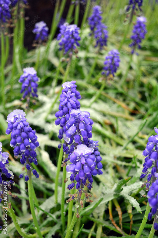 Beautiful spring Muscari Mill flowers with remnants of snow on a garden. Macro. Beautiful spring Muscari Mill flowers with remnants of snow on a garden. Macro.