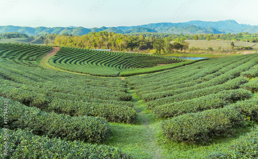 Beautiful green tea Plantation, Shui Fong at Chiang Rai - Thaila