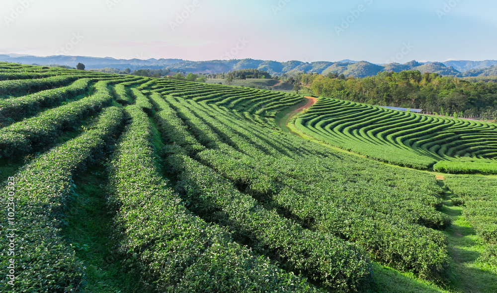 Beautiful green tea Plantation, Shui Fong at Chiang Rai - Thaila