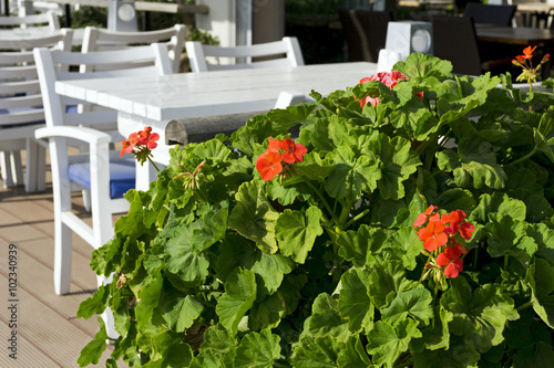Fototapeta Naklejka Na Ścianę i Meble -  Fresh geranium flowers in garden on the table