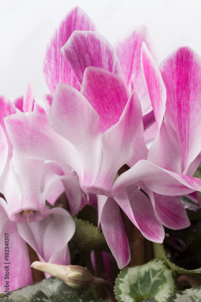 Fresh pink cyclamen