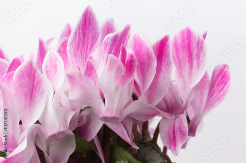Fotografía Fresh pink cyclamen