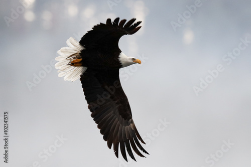 Bald Eagle in Flight