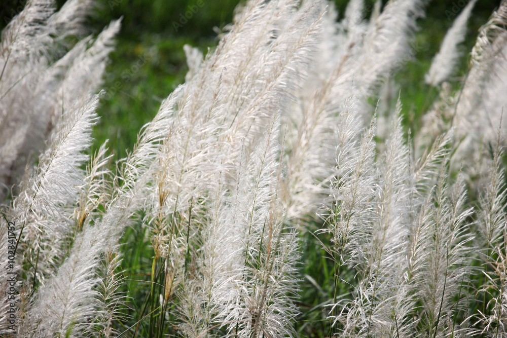 reeds grass background. reeds grass background.