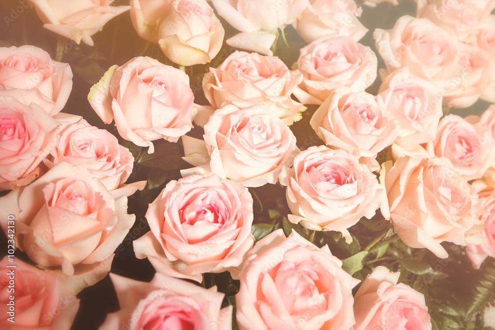Bright pink roses background with soft focus Bright pink roses background with soft focus