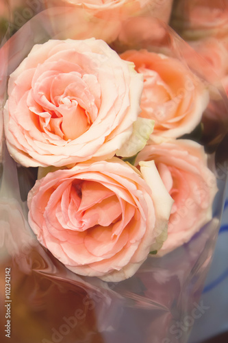 Bright pink roses background with soft focus