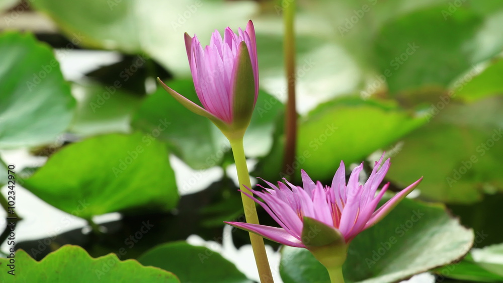 Time lapse purple pink lotus flower bloom, 4K.
Time lapse purple pink lotus flower bloom, 4K.
