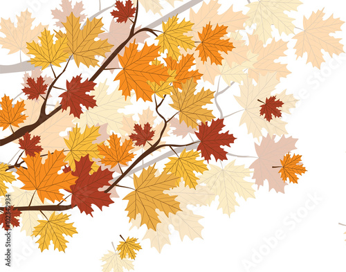 Orange Autumn Maple Leaves on tree. Vector