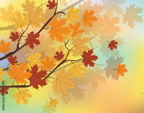 Orange Autumn Maple Leaves on tree. Vector