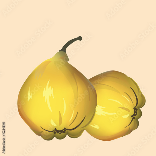 Quince isolated. Vector