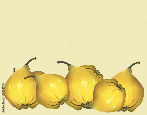 Yellow quinces. Vector