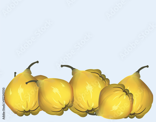 Yellow quinces. Vector