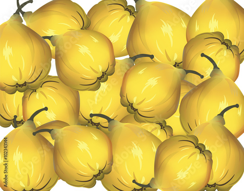 Bunch of Yellow quinces. Vector