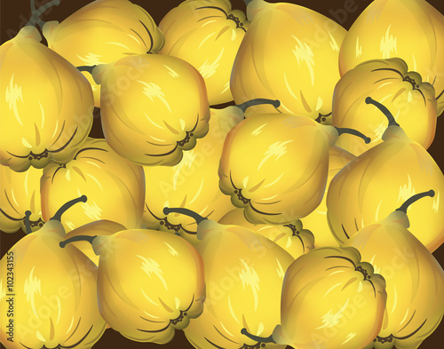 Bunch of Yellow quinces. Vector