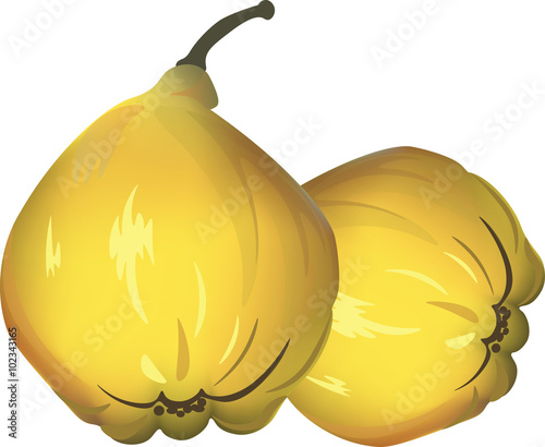 Quince isolated. Vector