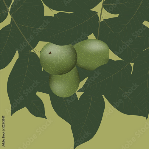 Walnuts and leaves. Vector