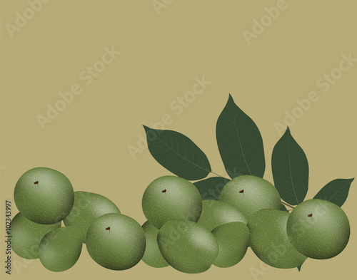 Walnuts and leaves. Vector