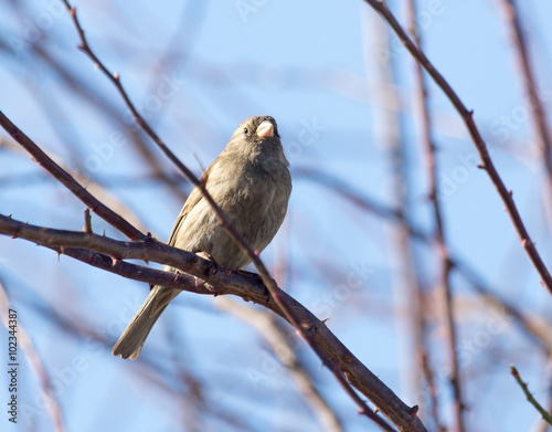 Sparrow on a tree against the blue sky photo