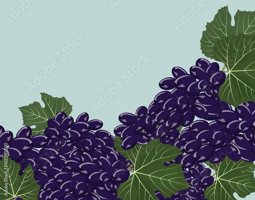 Grapes clusters set. Vector