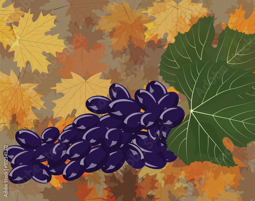 Grapes clusters set. Vector
