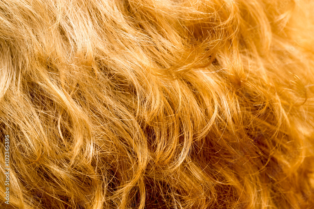 hair as a background. texture hair as a background. texture
