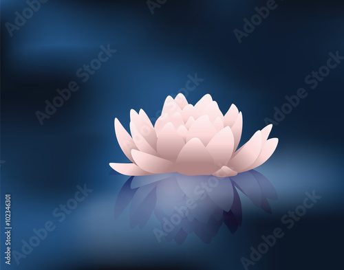 Water lily flower with reflection. Vector