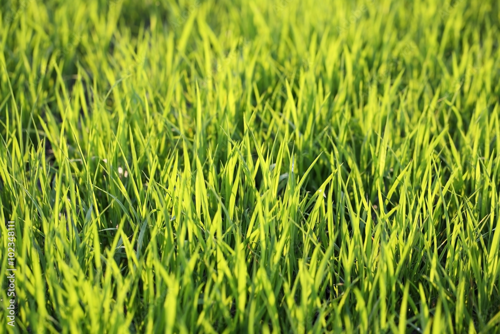 paddy leaf background. paddy leaf background.