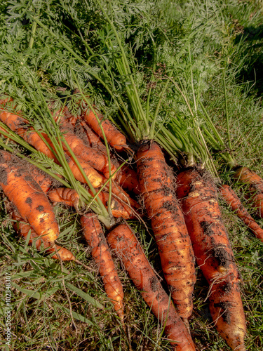 fresh harvested carrots on the ground