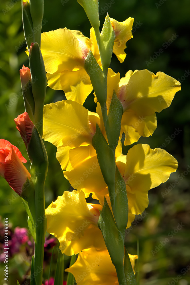 The blossoming gladiolus growing in a flight garden.